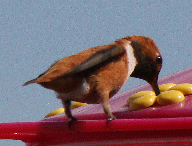 [rufous/img_6427.jpg]