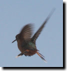 [rufous hummingbird]