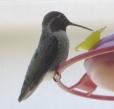 [Male at the feeder, through the screen]