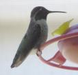 [Male at the feeder, through the screen]