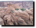 [ deChelly Sandstone, stran ... ]