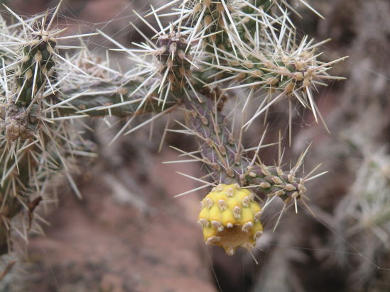 [Cactus fruit.]