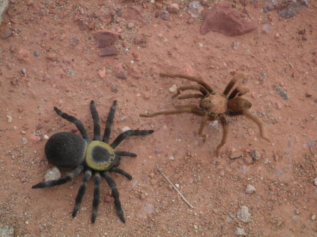 [The real tarantula didn't ...]