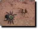 [ The real tarantula didn't ... ]