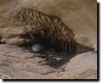 [ Remnants of an old beehive. ]