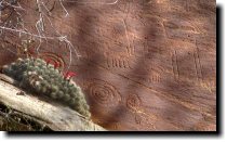 [ Deer and bighorn reign ov ... ]