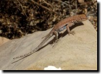 [ Another lovely lizard. ]
