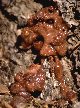 [ Small grubs -- termites?  ... ]