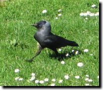[ Exotic European bird! A j ... ]