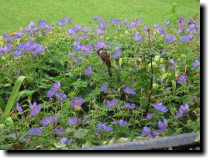 [ Sparrows, on the other ha ... ]