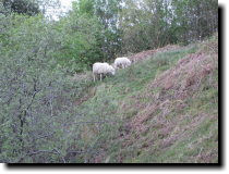 [ Sheep grazing next to the ... ]