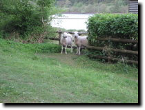 [ More sheep, who seem to h ... ]