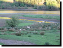 [ Sheep grazing by the rese ... ]