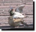 [ sparrow pr0n ]