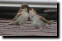 [House sparrow feeding chick]