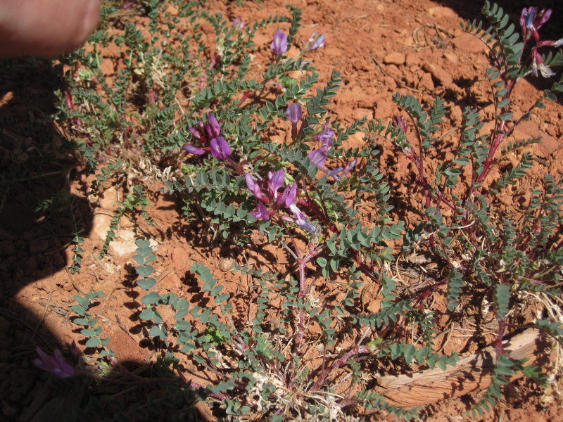 [Milk vetch.]