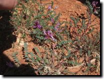 [ Milk vetch. ]