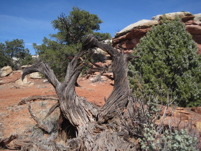 [A tree arch. No idea why  ...]