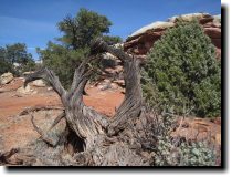 [ A tree arch. No idea why  ... ]