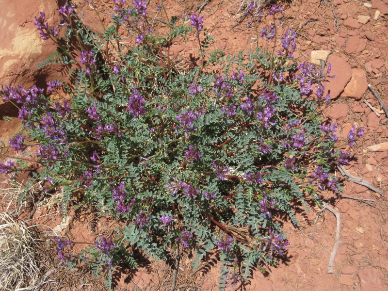 [Another milk vetch]