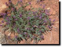 [ Another milk vetch ]