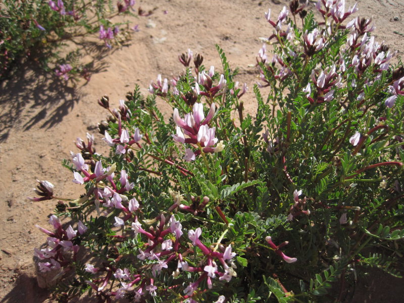 [Beautiful vetch, though m ...]