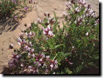 [ Beautiful vetch, though m ... ]