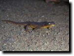 [California newt]