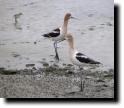 [ american_avocet.jpg ]