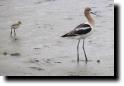 [ avocet_and_chick.jpg ]