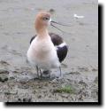 [ avocet_chick_hidden.jpg ]