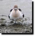 [ avocet_chick_hiding.jpg ]