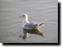 [Gull at Shoreline]