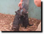 [Tasmanian Devils being fed at Bonorong Wildlife Park]