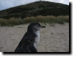 [Bruny Island penguin colony]