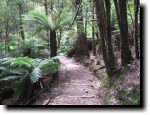 [Forest trail at Mt Field National Park, Tasmania]