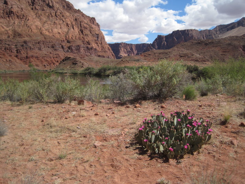 [The claret cup cactus was ...]