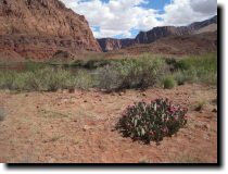 [ The claret cup cactus was ... ]