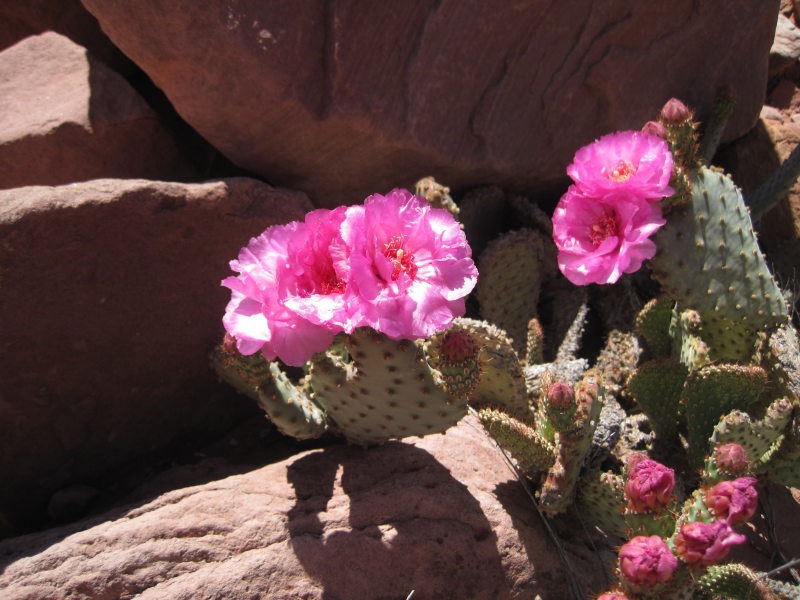 [Close-up of claret cup cactus]