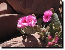 [ Close-up of claret cup cactus ]