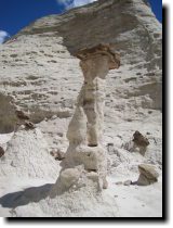[ white toadstools ]