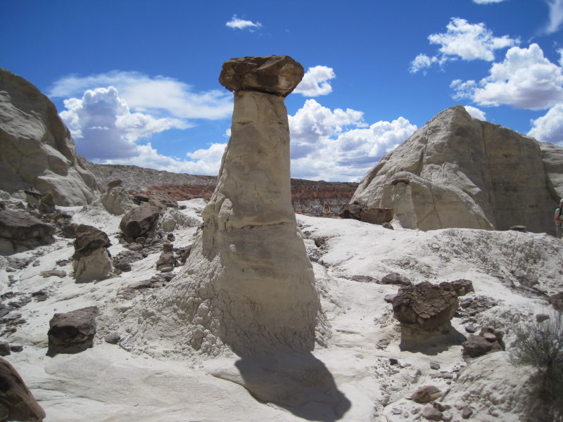 [white toadstools]