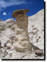 [ white toadstools ]