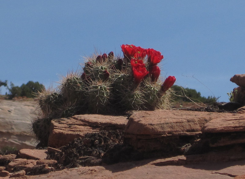[Claret Cup cactus was blo ...]
