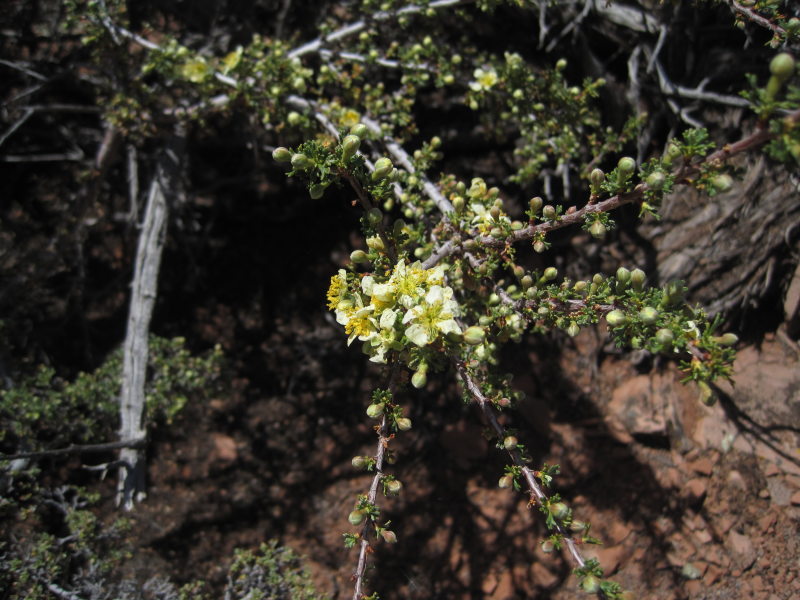[Flowering shrub]