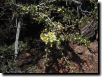 [ Flowering shrub ]