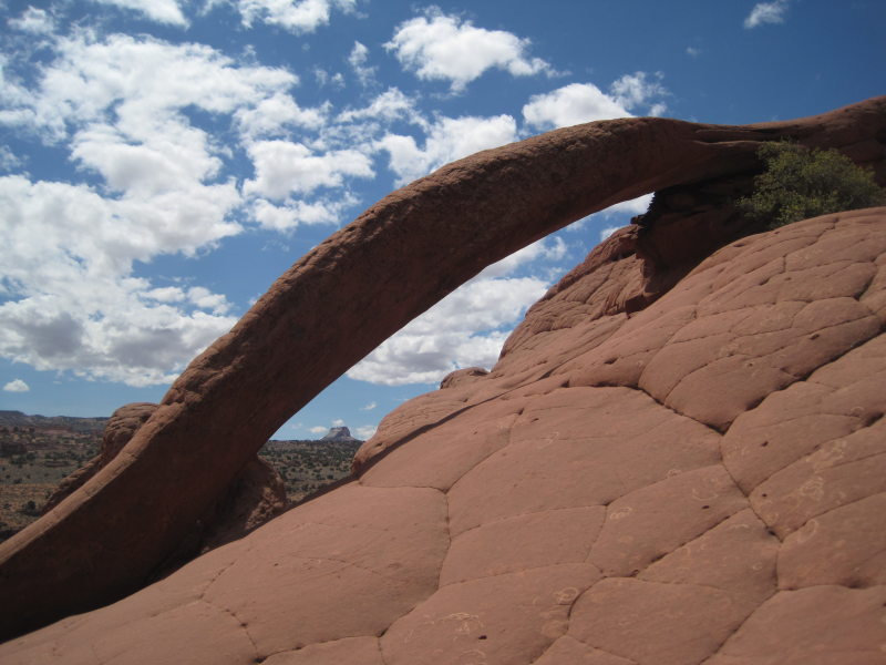 [Cobra Arch]