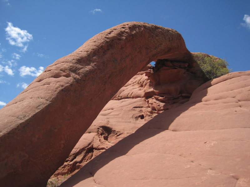 [Cobra Arch]