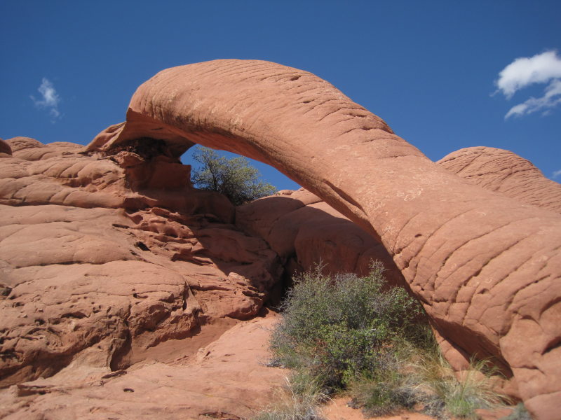 [Cobra Arch]