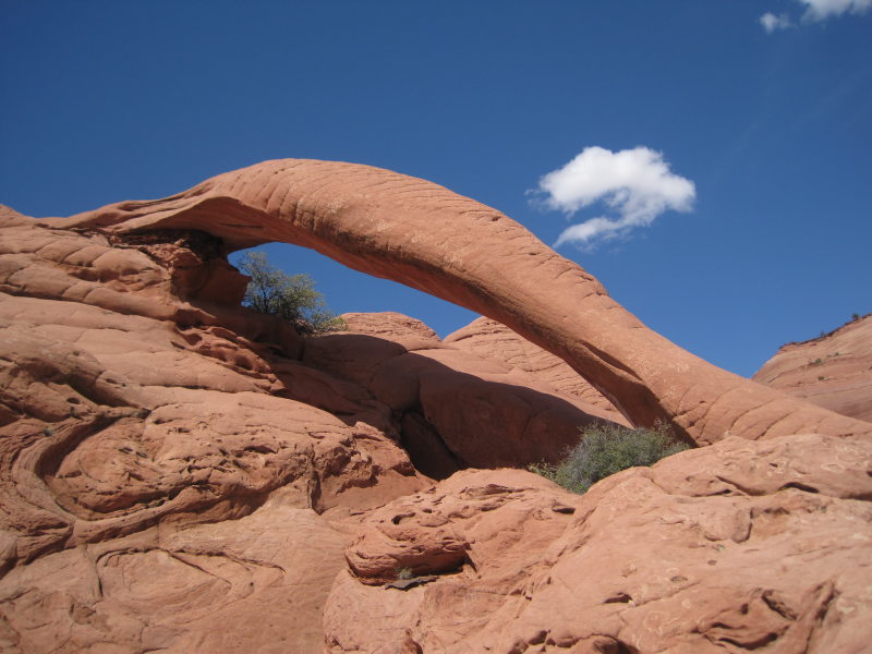 [Cobra Arch]